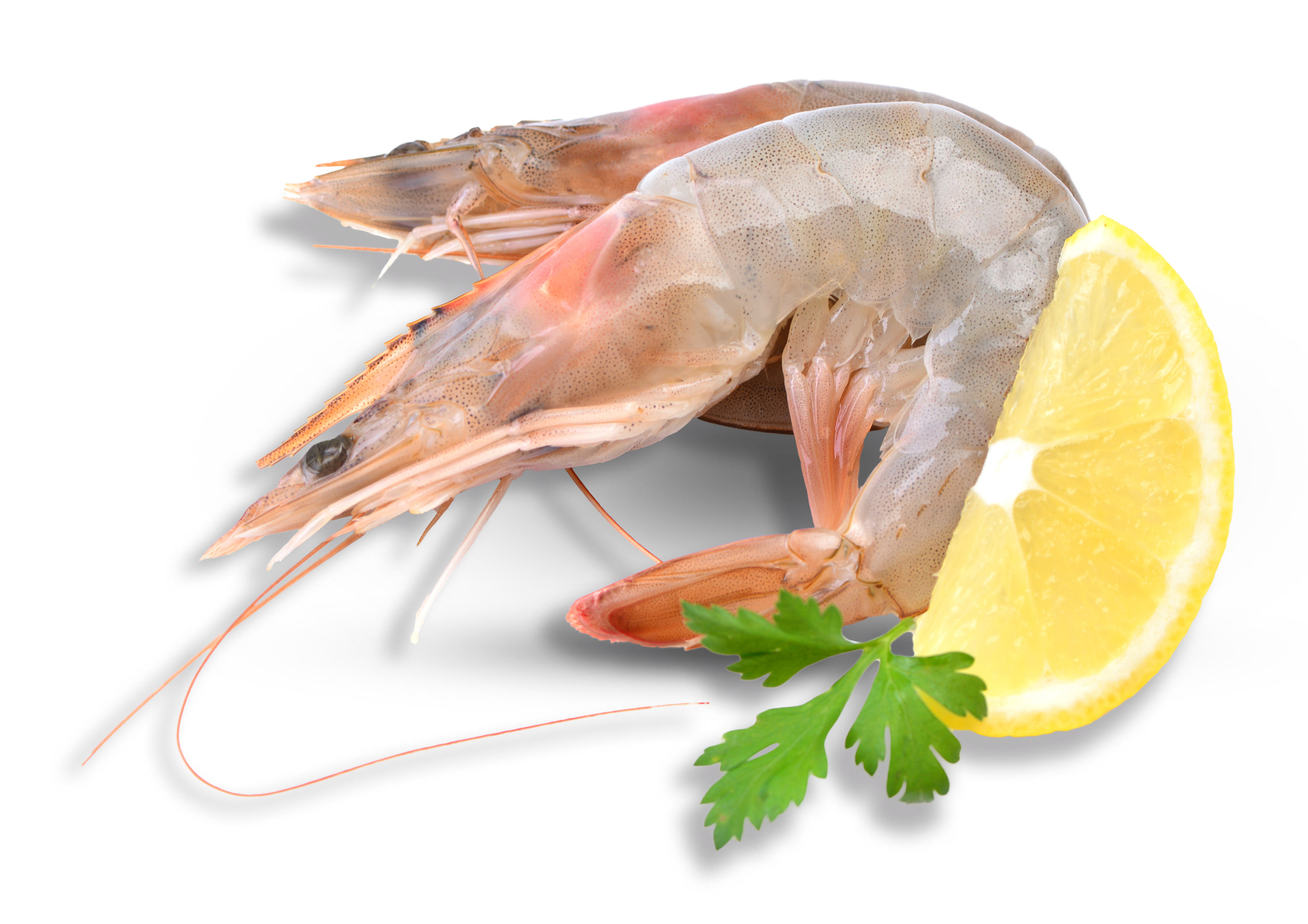 gamba